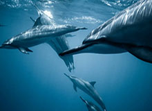 Kaiyun开云中国官网:云端生活的新入口与信赖之源